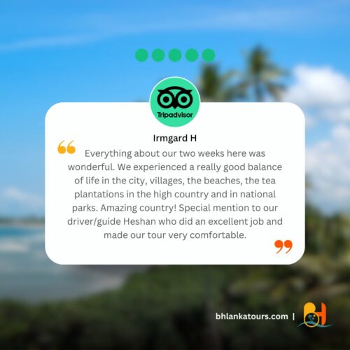 trip advisor review